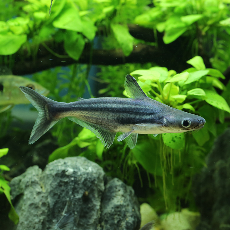 鲨鱼观赏鱼活体蓝鲨热带鱼饲料淡水鱼大型热带鱼