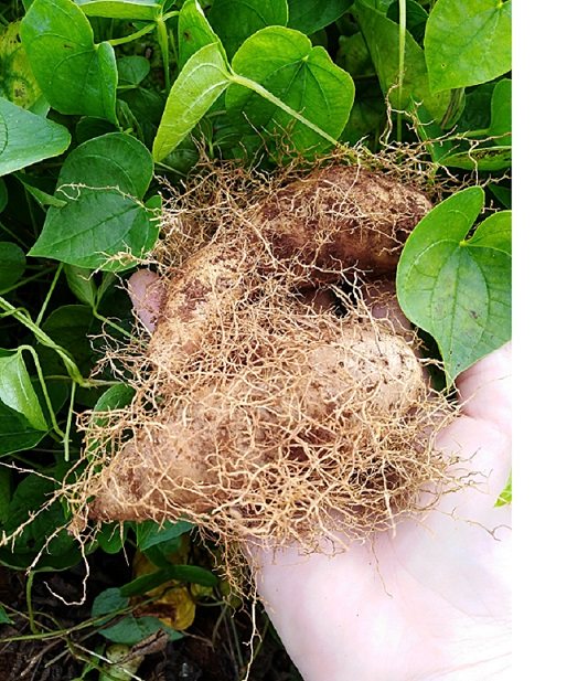 小毛薯 海南毛薯 粉香毛薯 甜薯 新鲜淮山薯 粉山药猪仔薯五斤包