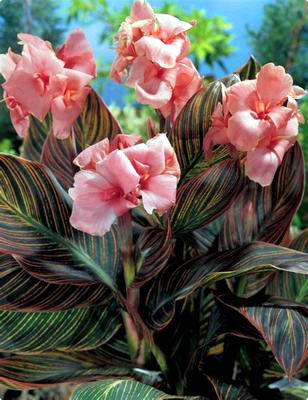 火焰 金脉彩叶美人蕉加仑盆苗 多年生宿根耐热耐雨【暂停发货】