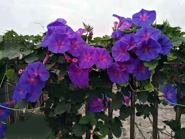 多年生花卉紫色蓝色宿根千朵开上1棵花苗牵牛花时令草本花卉