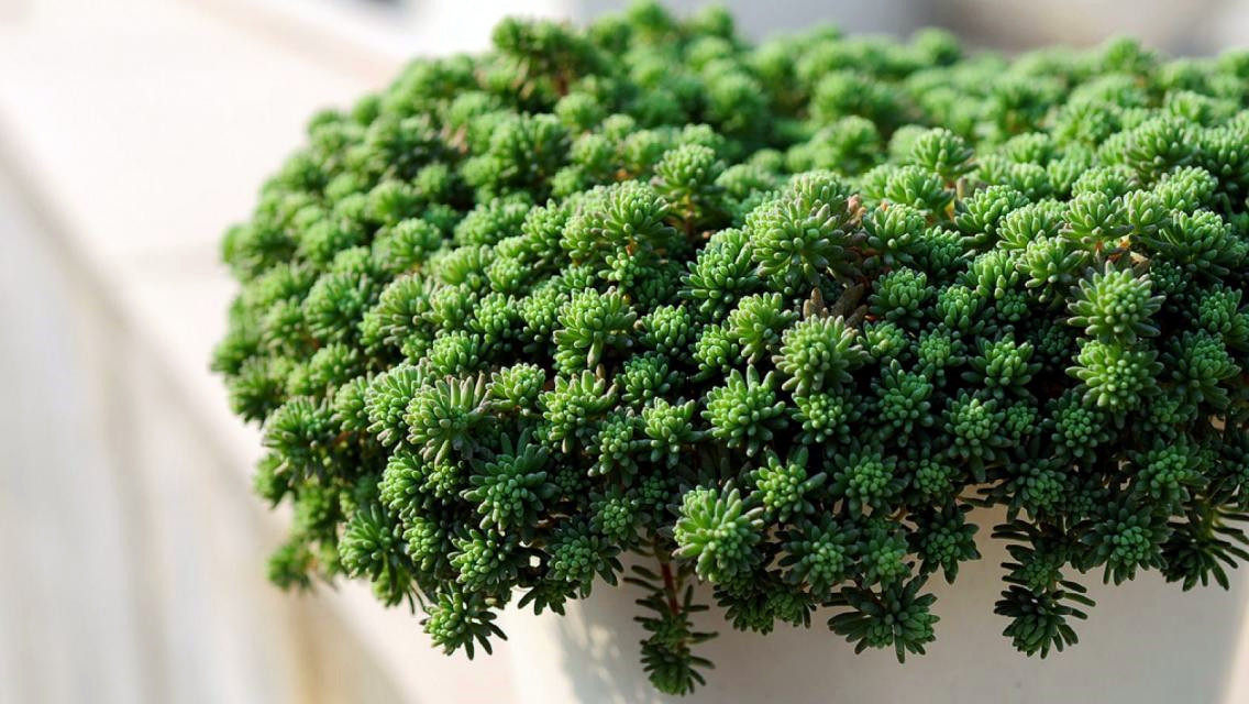 薄雪万年青特别耐寒耐热耐晒中华米粒景天铺地时令草本花卉