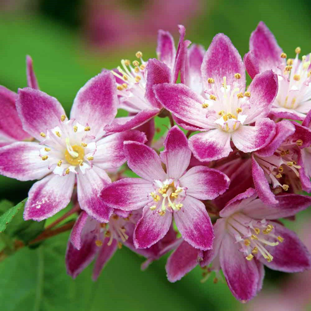 溲疏庭院花卉灌木种苗斑丽花品雪樱铃铛莓田时令草本花卉