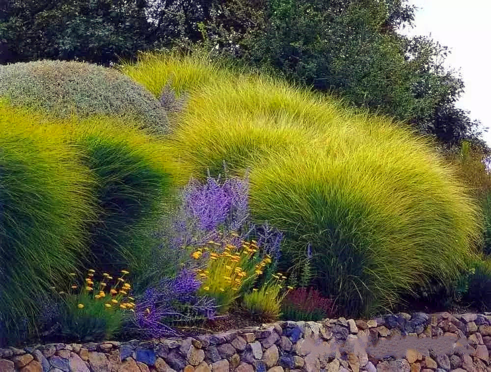 细叶芒晨光芒盆苗多年生耐寒耐热观赏景观植物时令草本花卉