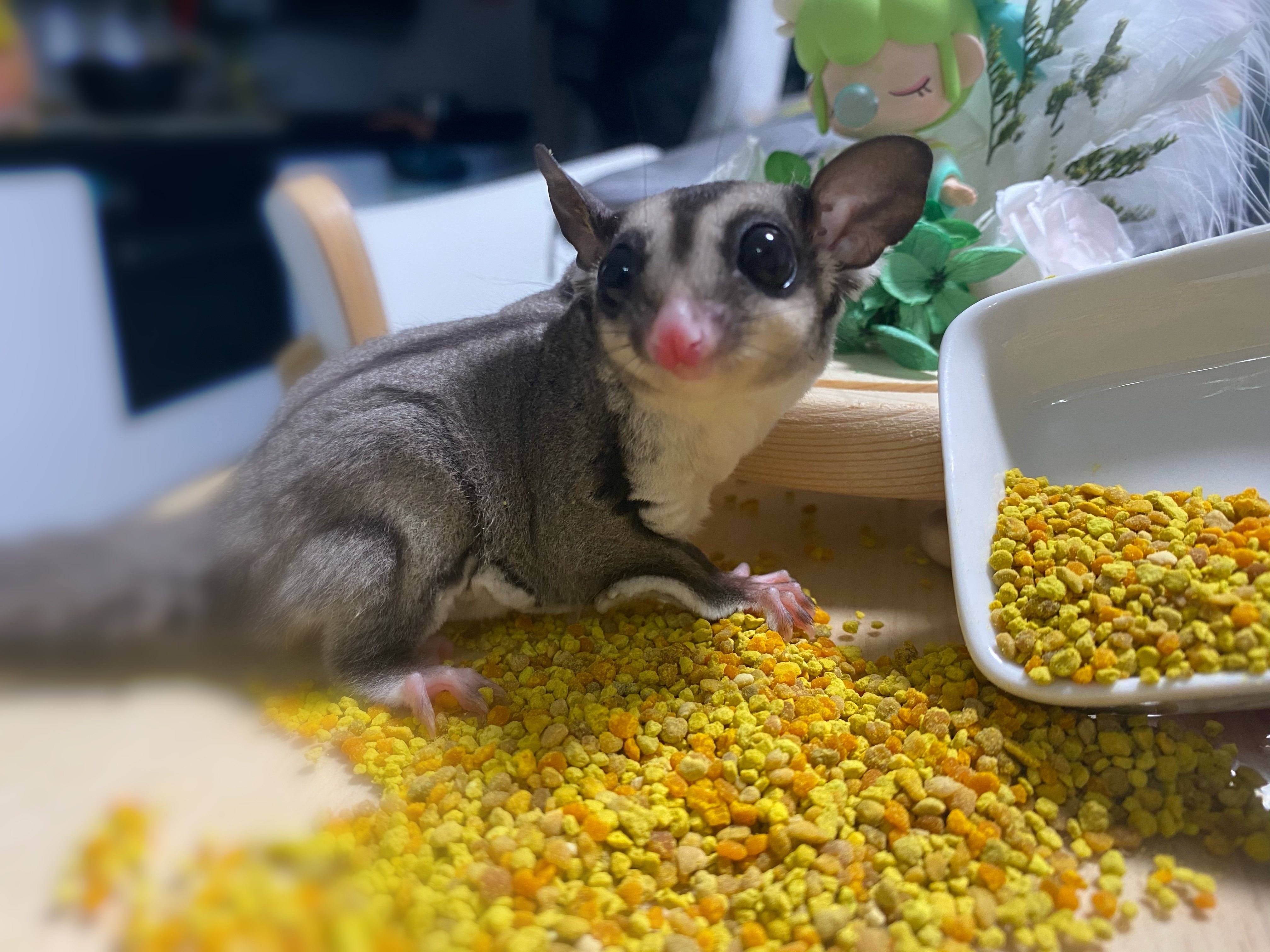 蜜袋鼯主粮伴侣蜂花粉百花粉颗粒拌粮辅食增强营养免疫力