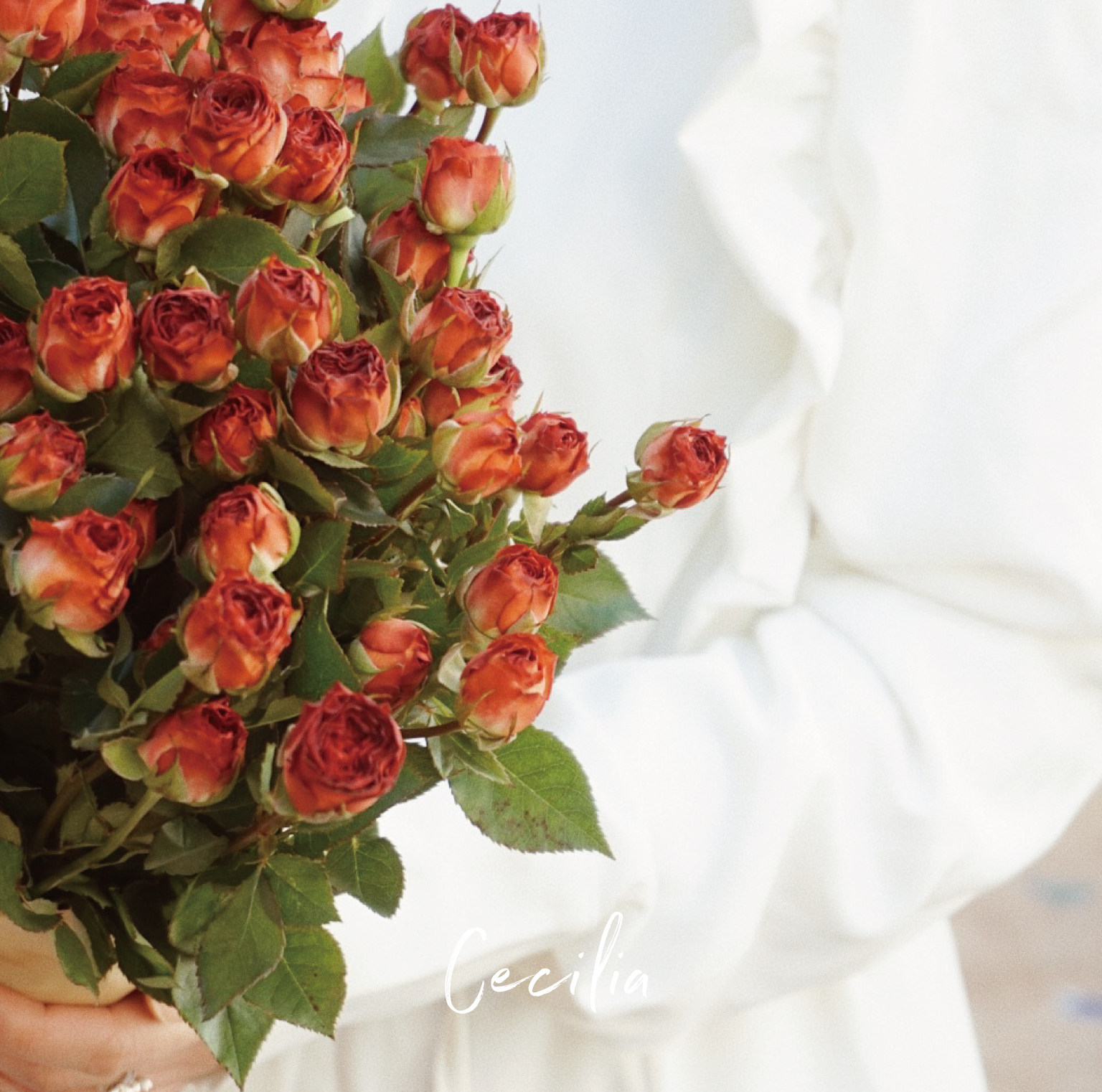 cecilia巧克力泡泡多头玫瑰鲜切复古家用可做干花鲜花速递同城