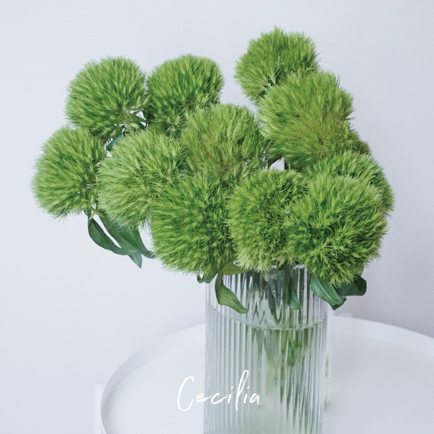 cecilia绿毛鲜花石竹水养装饰配草鲜切云南基地鲜花速递同城