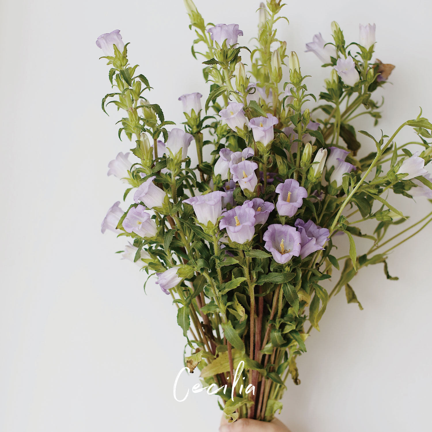 缺货cecilia风铃草鲜切当季鲜花生日祝福送礼云南直发鲜花速递(同城)