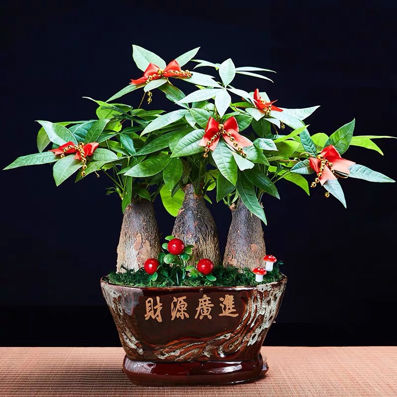 厦门盆栽发财树组合开业乔迁办公室客厅绿植仅售大型绿植