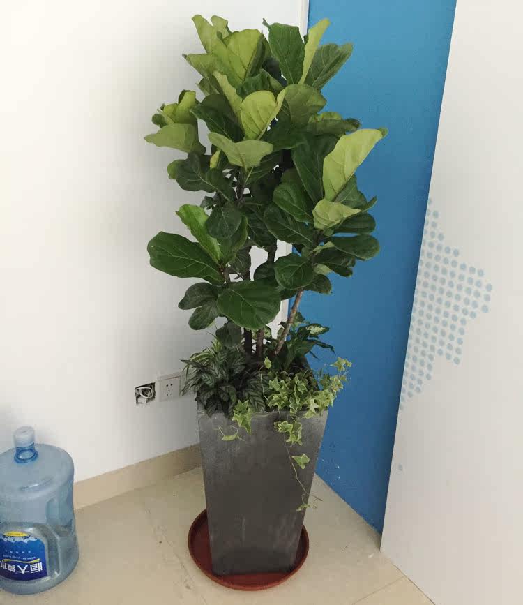 琴叶盆栽客厅大型绿植花卉耐阴植物盆景净化空气绿植