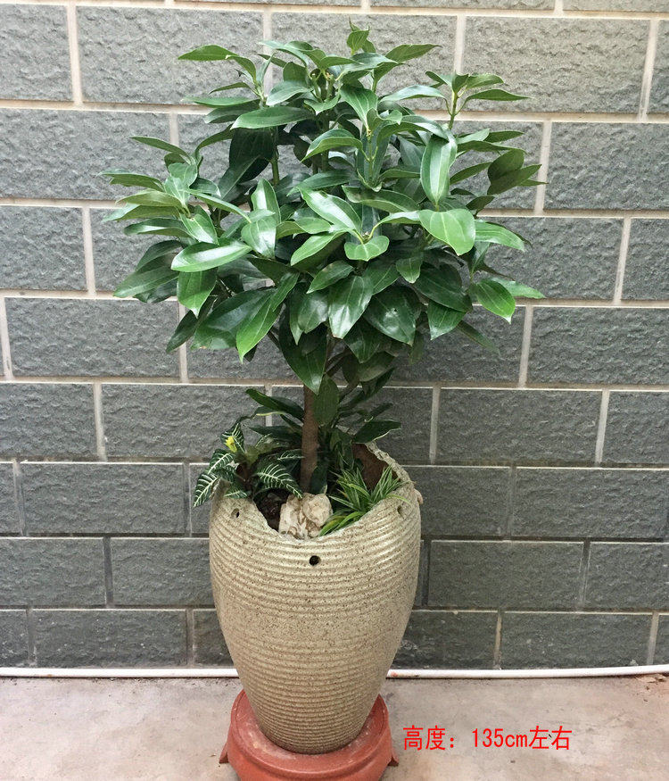 大型元宝树平安树摇钱树盆栽绿植开业礼品办公室内吸甲醛仅售厦门