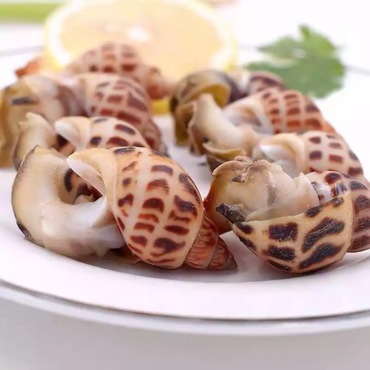 鲜活冷冻花螺野生新鲜大东东风螺海猪螺海螺贝类制品