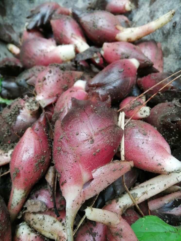 荷洋湖北宜昌三峡农家野生新鲜荷阳洋姜野姜其它