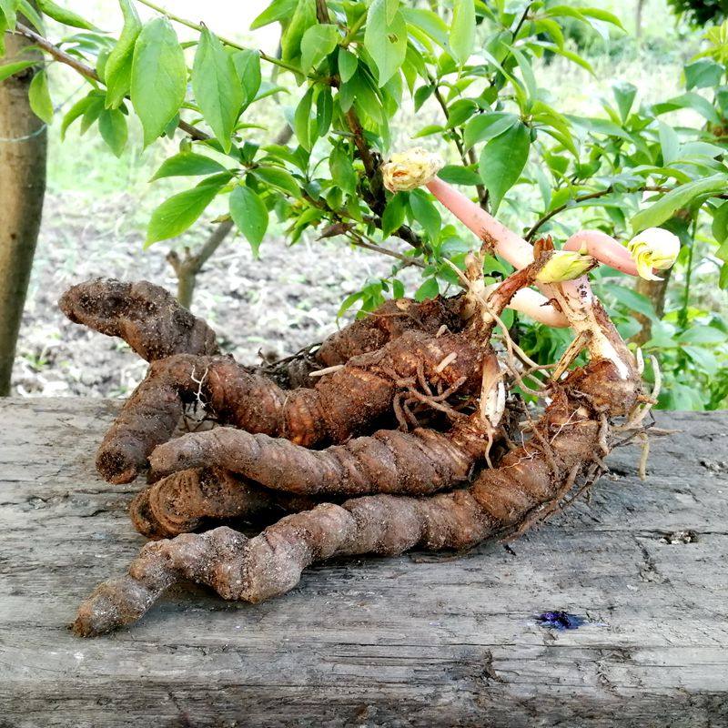 贵州野生新鲜重楼 七叶一枝花 蚤休 草河车金线 滇重楼 重楼50g