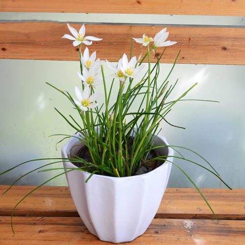 花苗葱兰四季常青地被盆栽地栽花卉耐寒寒耐时令草本花卉