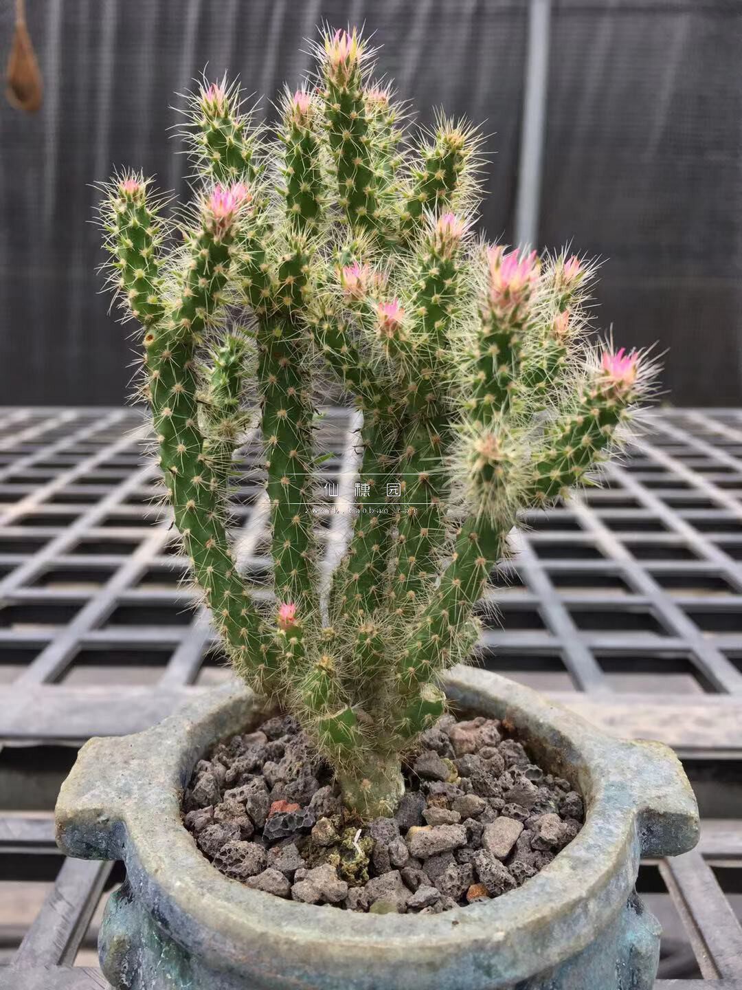 仙人毛刺开花养易奇易稀奇扎手绒毛仙人掌团扇多肉植物