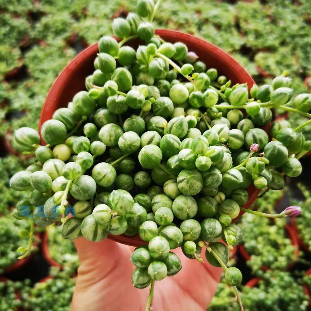 佛珠锦多肉带盆吊兰菊科千里绿植盆栽半阴新手多肉植物