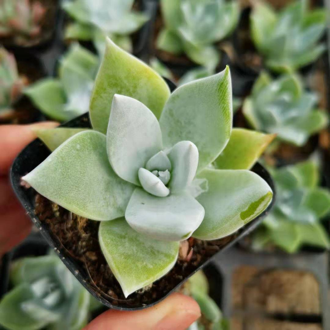 仙女新品雪山初霜绿体新手多肉植物爱杜丽丝多肉植物