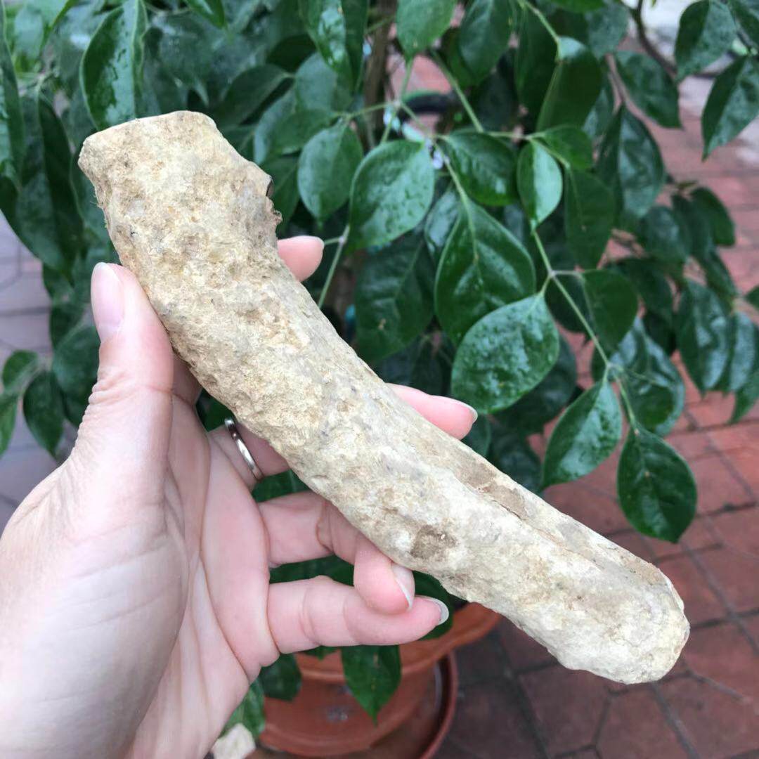 南澳名仕海柳活柳血柳原材料原木定做手把件烟嘴手串