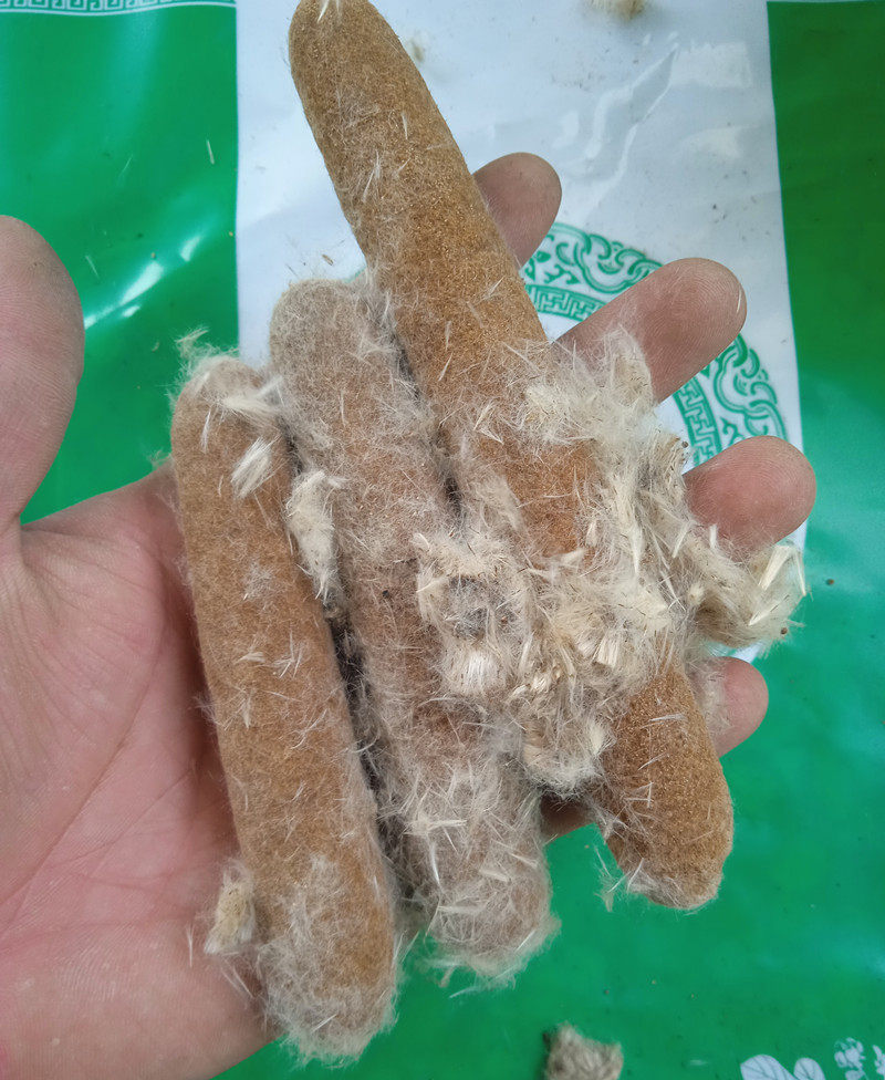 蒲棒香蒲中药材天然枕心枕芯蒲黄根其他药食同源食品