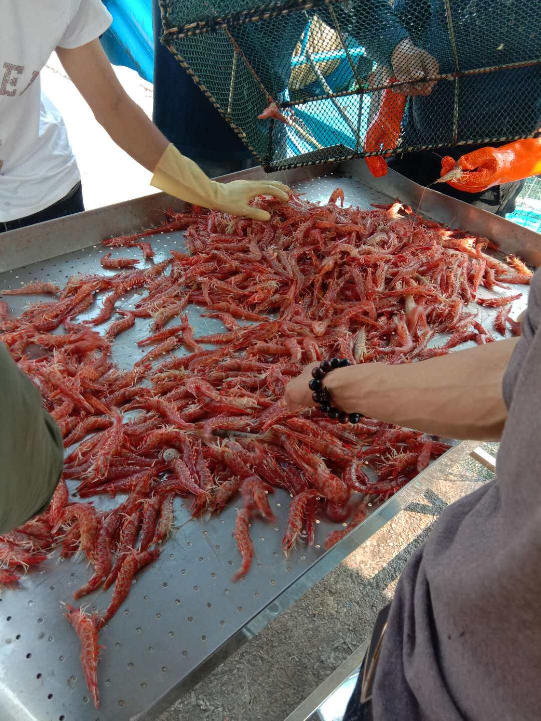 菜菜海鲜活冻赤米虾须赤虾鲜甜美味220克冻虾