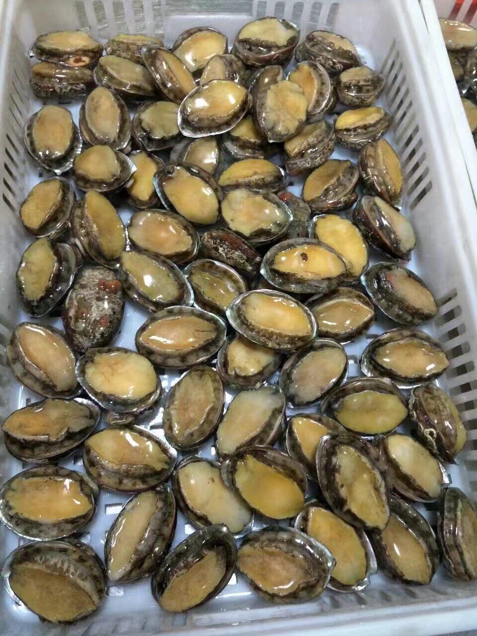 菜菜海鲜 生态养殖鲍鱼 已去内脏 8个装 400克