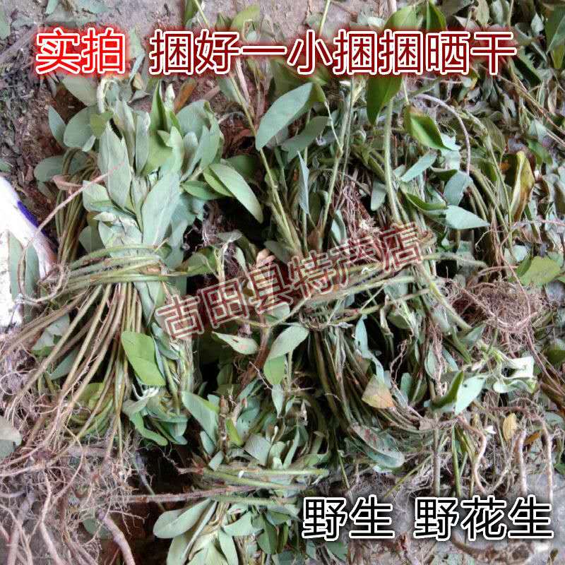 野花生草图片功效图片