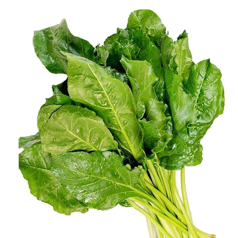 菜种高产根达种子牛皮君达种籽营养丰富农家家庭园艺种子