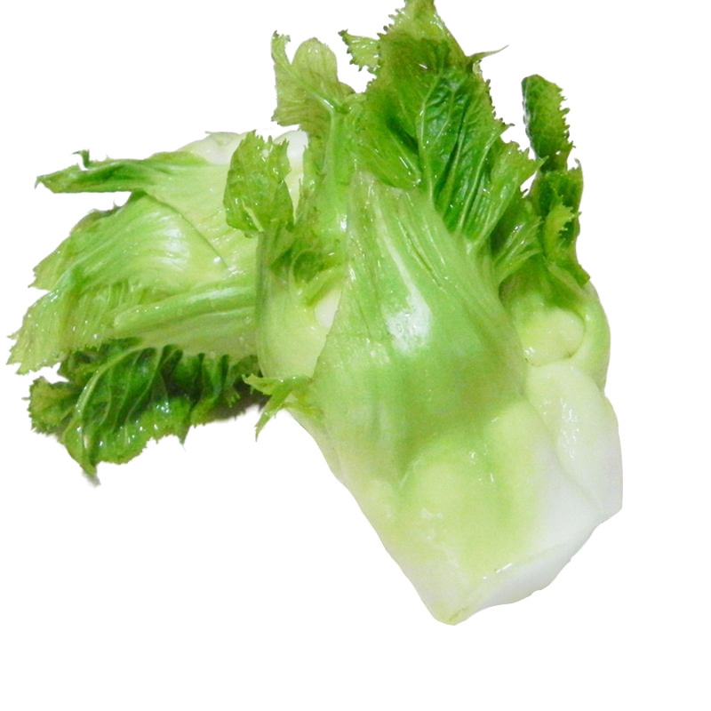 儿菜种籽特大特色芽菜种子娃娃菜芽芥菜秋季家庭园艺种子