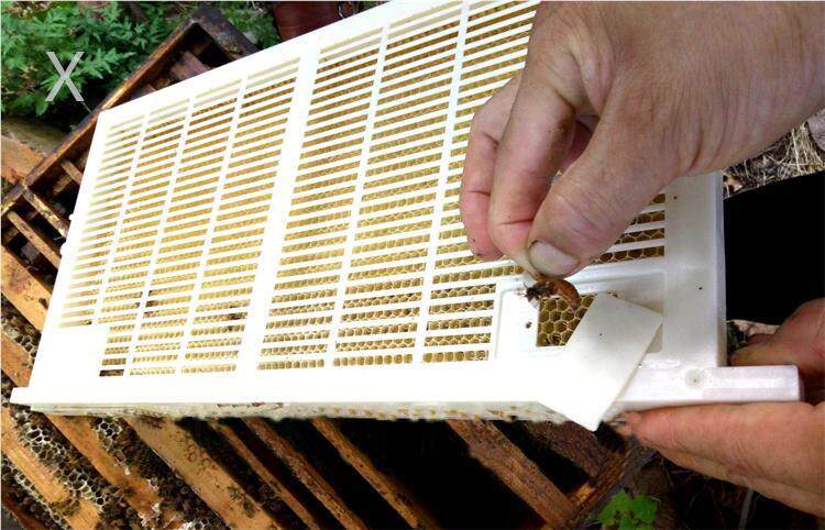 养蜂工具蜂具意蜂免移虫育王器多功能取浆器育虫蜂王繁殖全套包邮