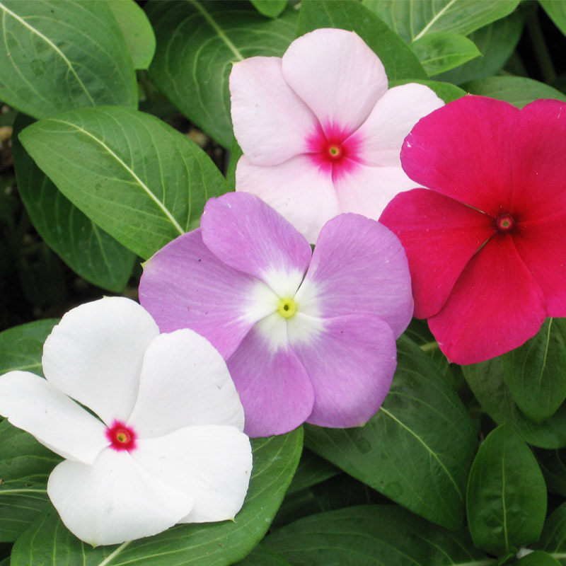 长春种子盆活室外阳台花坛花期五叶花籽春四季家庭园艺种子