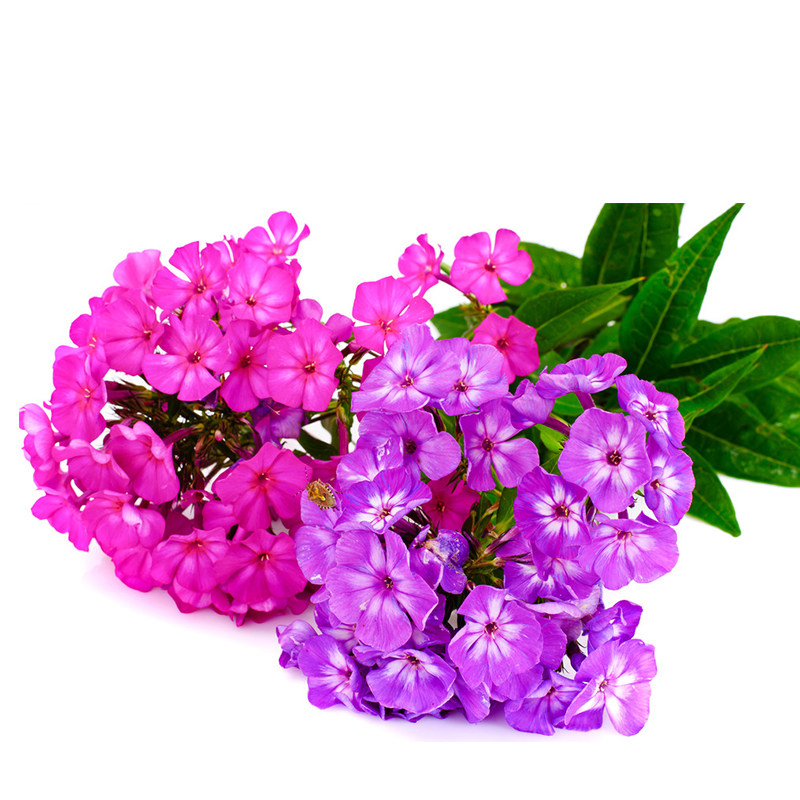 香福禄考种子小天蓝绣球芝樱花籽100粒庭院花海盆栽春播夏秋开花_双氙
