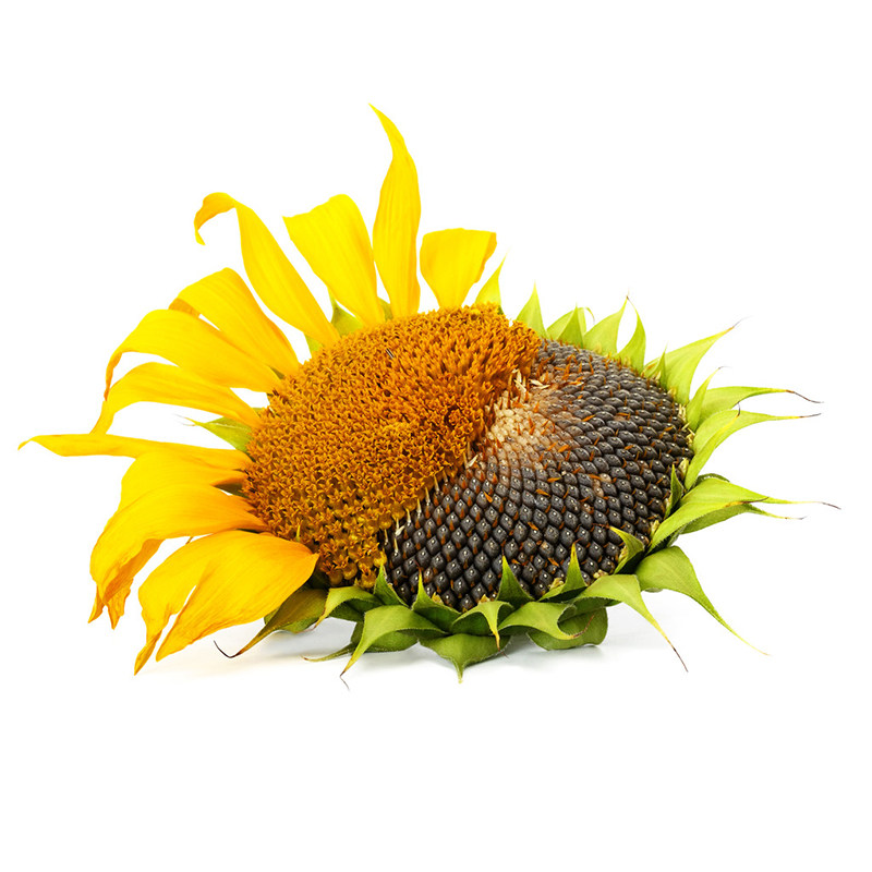 食用向日葵种子10克大花瓜子种籽田园花坛室外家庭园艺种子