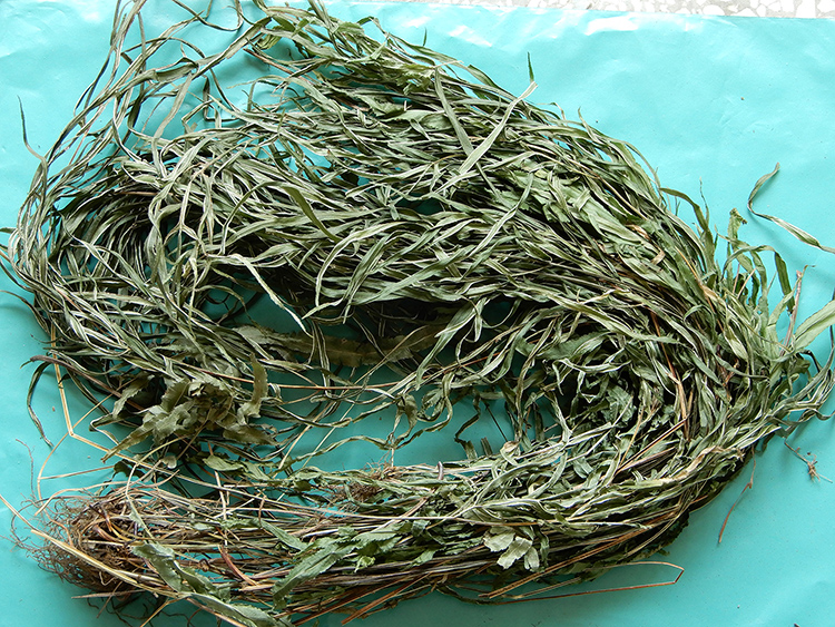 一斤带根野生凤尾草整颗鸡爪草带根鸡脚品包邮金其他药食同源食品