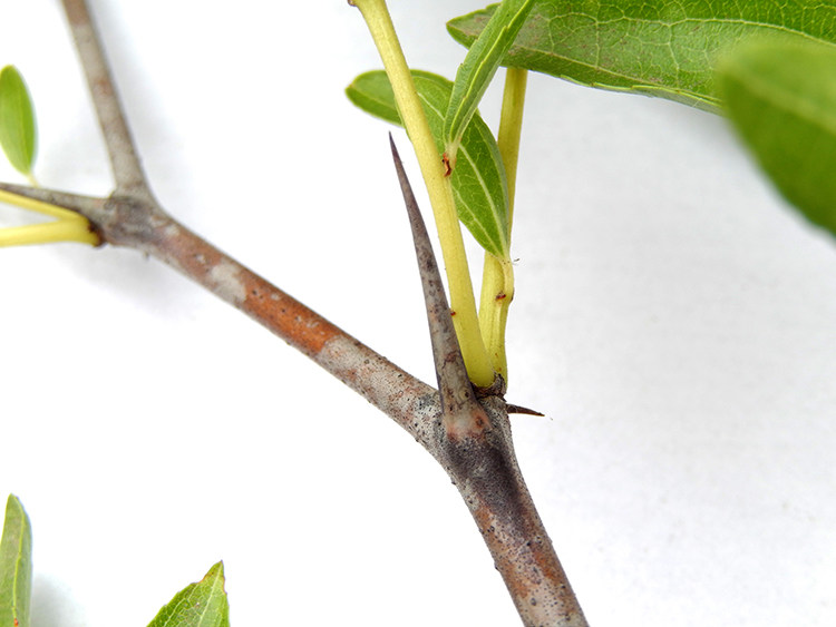 耳洞茶叶天然枣刺酸枣20个包邮植物耳钉耳针山耳钉