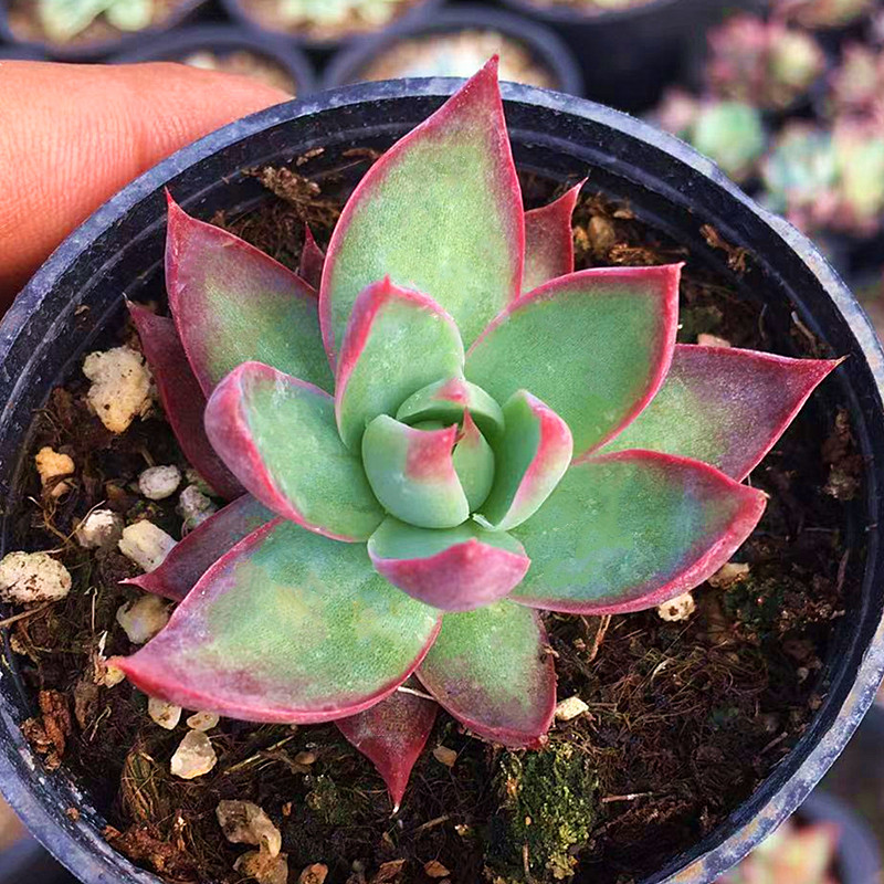 植物惊鸿仙子子多肉肉萌肉组合盆栽室内花卉多肉植物