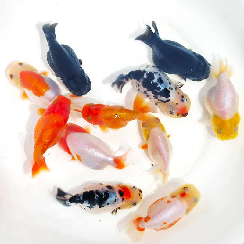 兰寿金鱼耐活好养活鱼养不死冷水淡水小泰狮鎏金观赏鱼苗特价包邮