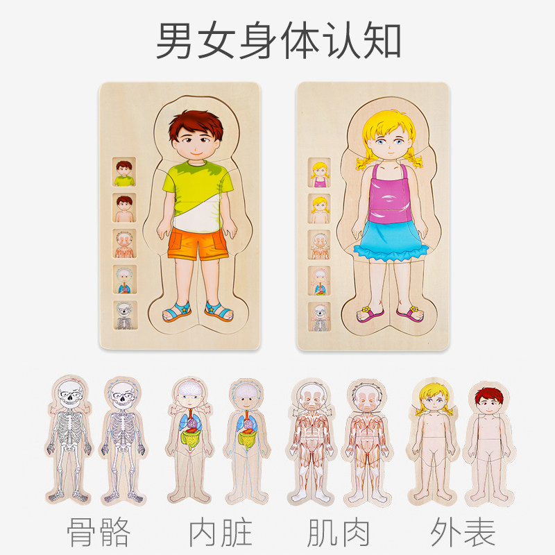 儿童益智拼图宝宝3d立体木质人体认知结构早教玩具幼儿