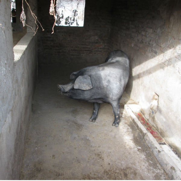 新鲜土猪肉正宗农家散养土猪黑猪排骨五花肉肘子蹄髈肋排前后腿肉