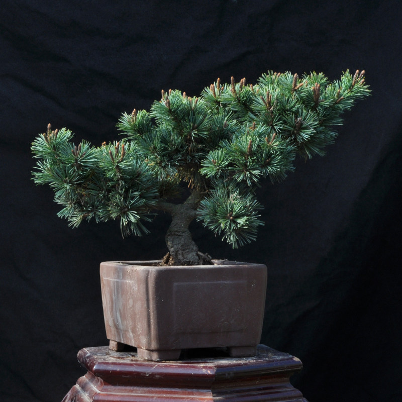 大阪千木瑞光盆景日本短针树桩松树造型绿植绿植