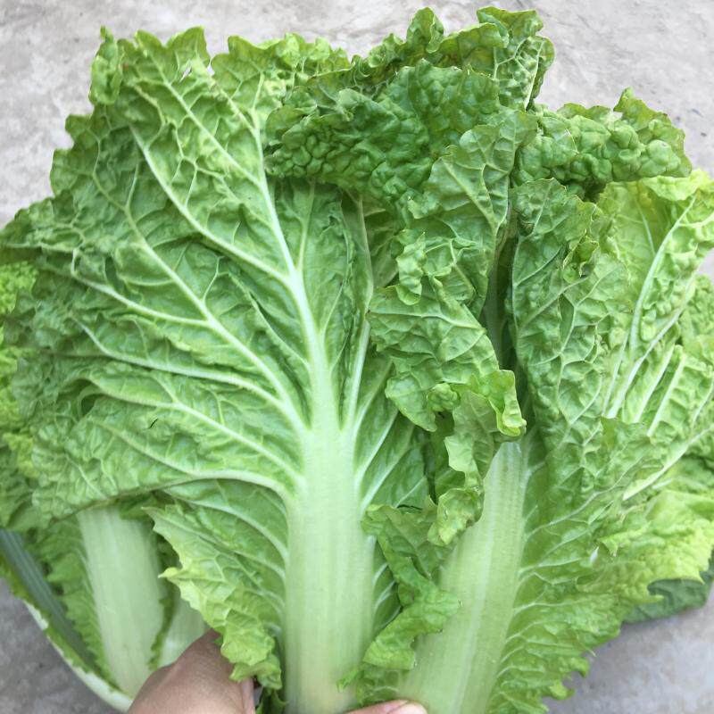 白菜新鲜4斤散叶湖北本地青菜绿叶软叶其它