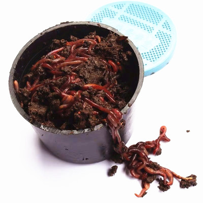 蚯蚓活饵红蚯蚓特大号野钓鱼饵野钓放生种苗盒装散装包邮