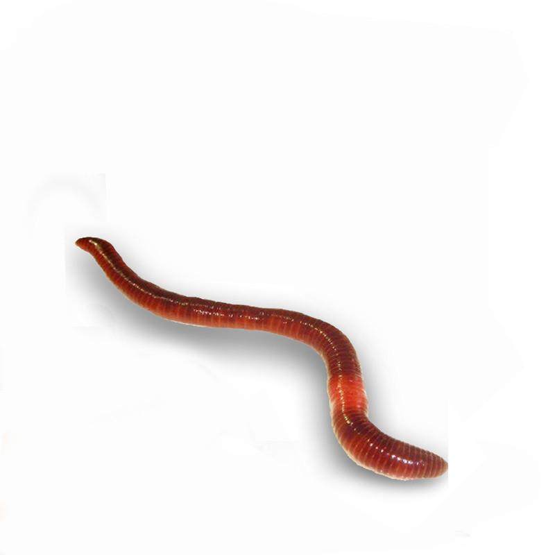 太平2号蚯蚓散装精装活体红蚯蚓鱼饵钓鱼饲料活饵