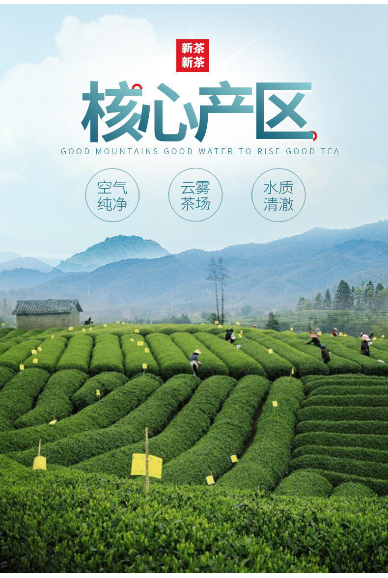 2022正宗原产地浓香散装春茶白茶安吉一级新茶叶安吉白茶