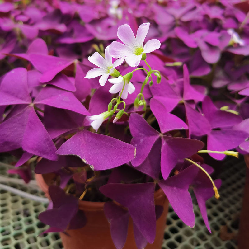 紫叶幸运草盆栽醡浆草种蝴蝶花苞三叶草鸿运叶草时令草本花卉