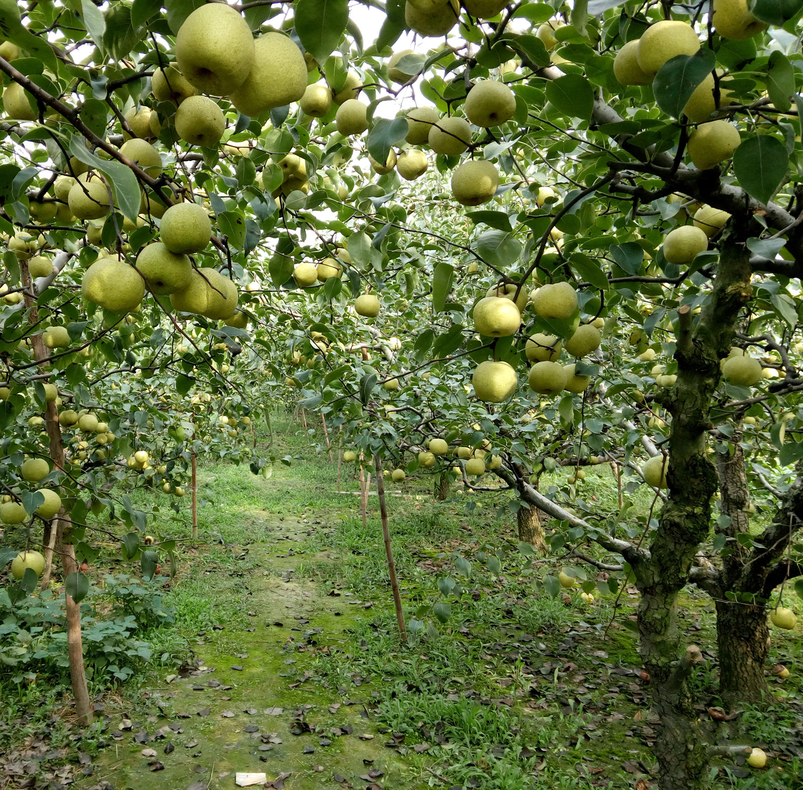 安徽正宗砀山酥梨10斤特产新鲜梨子榨汁整箱梨