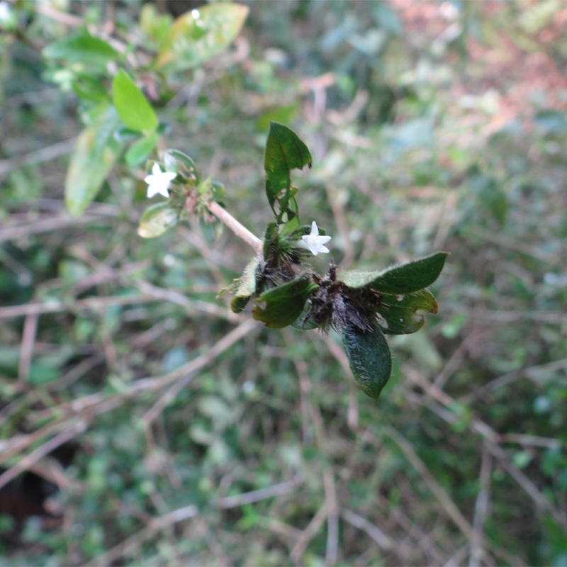野生白马中药材六月雪自家纯野路边新鲜晒干500g其他药食同源食品