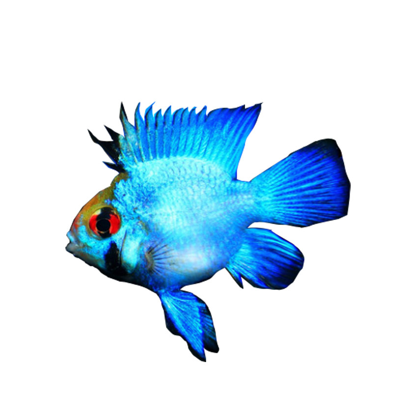 阿凡达蓝波金波活体观赏鱼淡水小型热带鱼亲嘴鱼迷你鱼