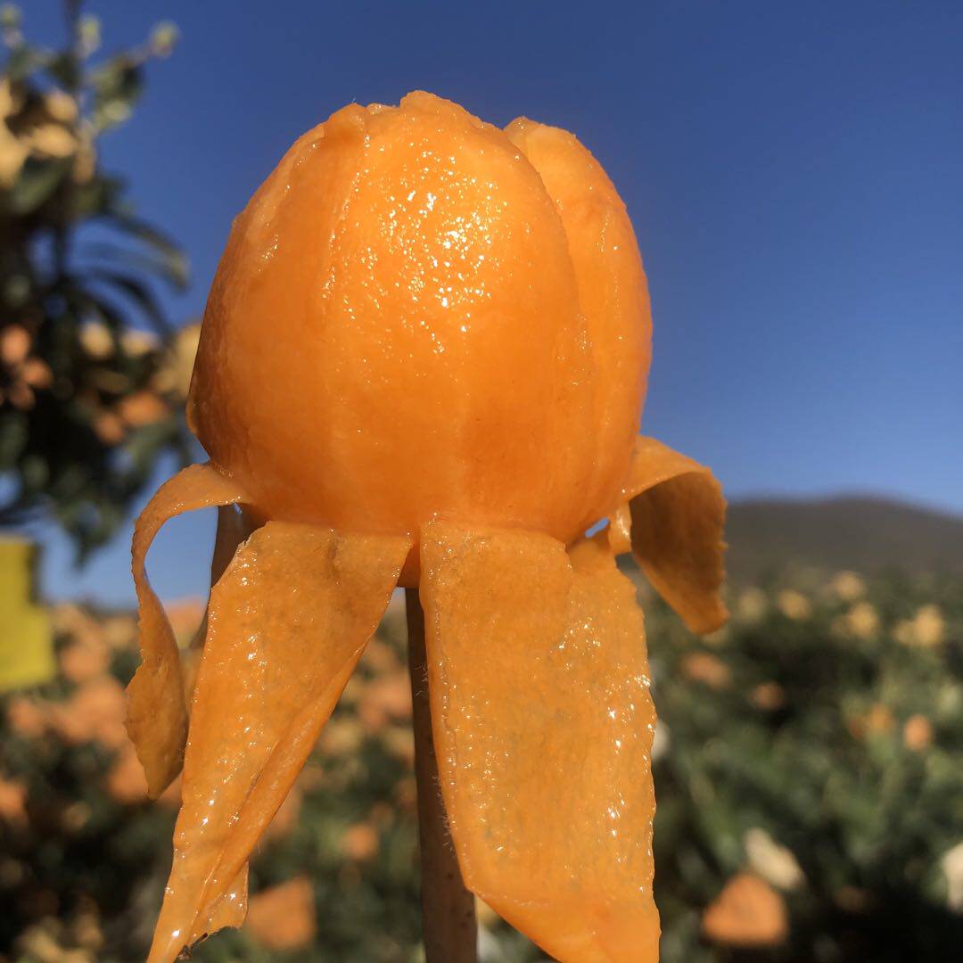 宾川枇杷中果5斤96颗左右今天发