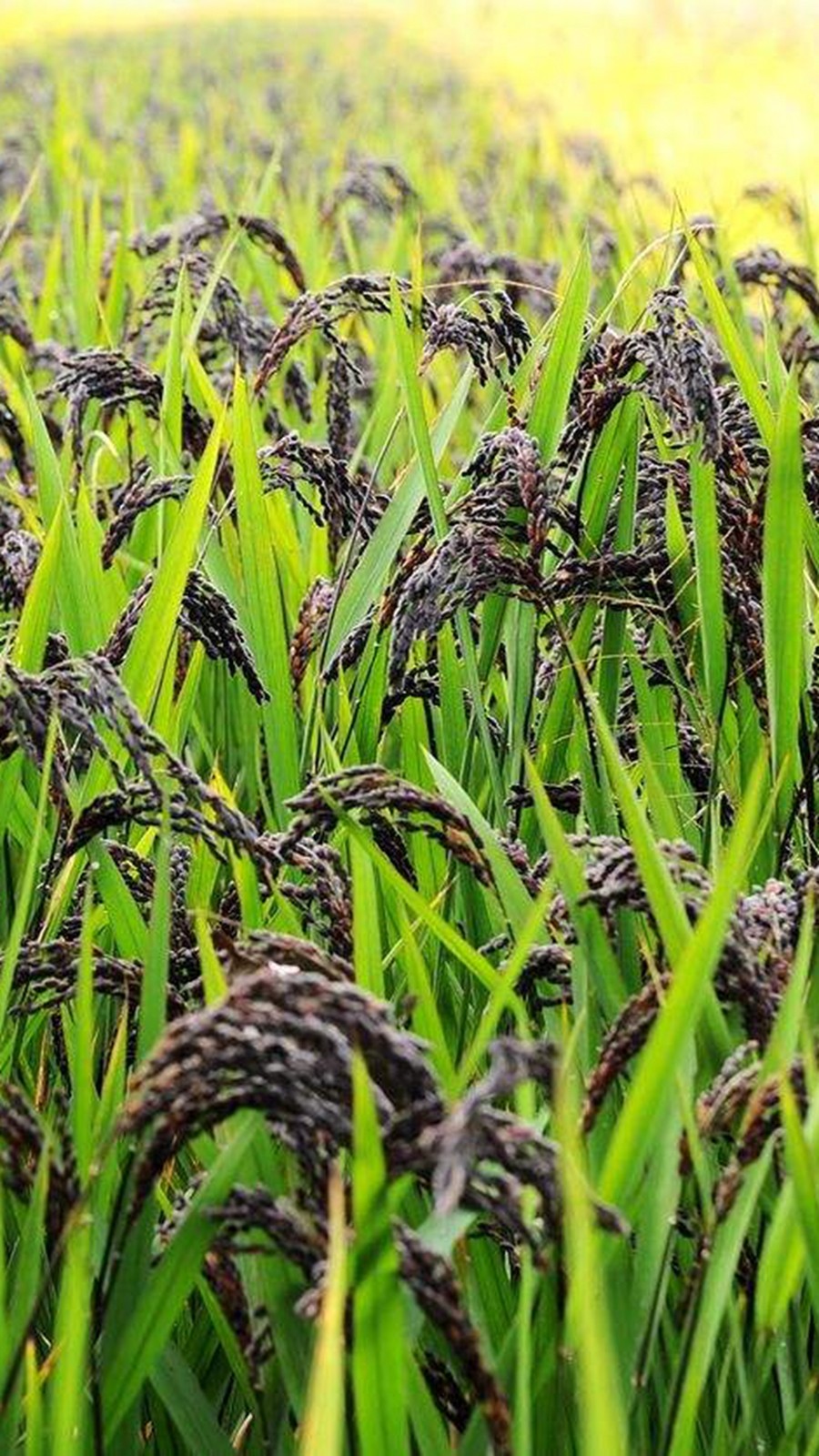 东北吉林新黑香米1斤农家糙米五谷杂粮煮糖粥饭黑米