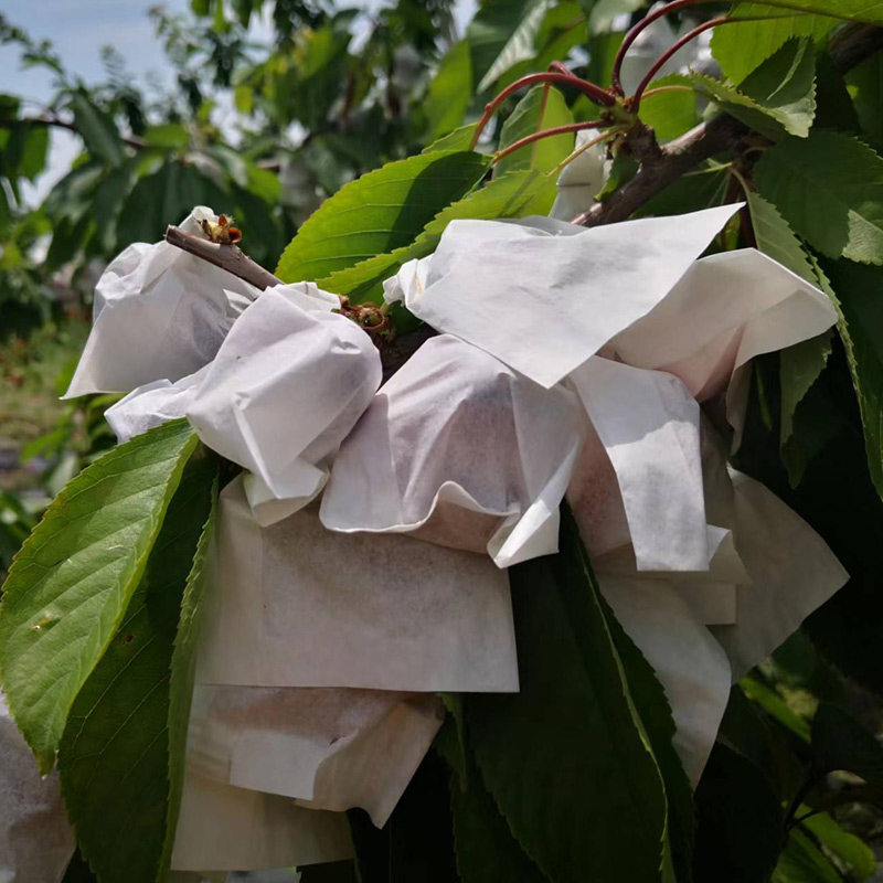 甘肃天水大樱桃套袋国产车厘子孕妇水果新鲜现摘美早樱桃3斤5斤